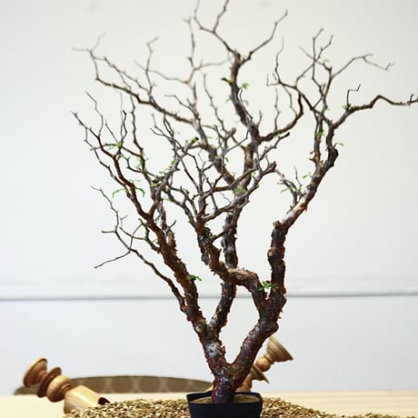 コミフォラ モンストローサ / Commiphora monstrosa   no.42312