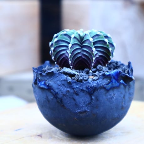 ギムノカリキウム   フィードリッフィーLB2178／Gymnocalycium friedrichii    no.80801