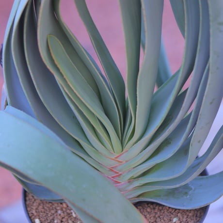 アロエ  プリカティリス     Aloe plicatilis    no.20708