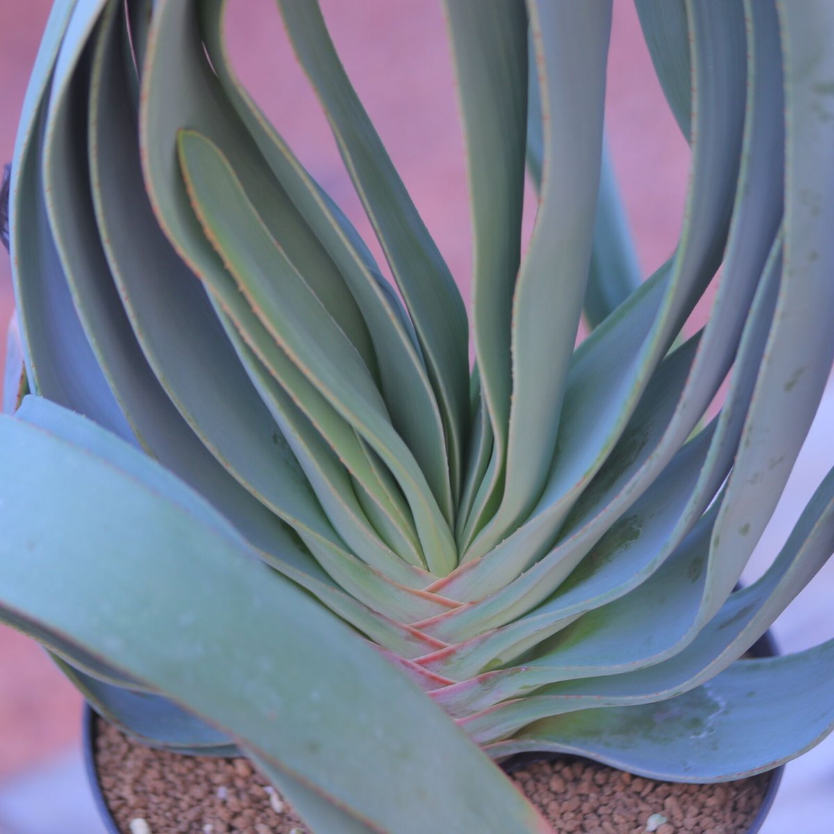 アロエ プリカティリス Aloe plicatilis no.20708 | ...