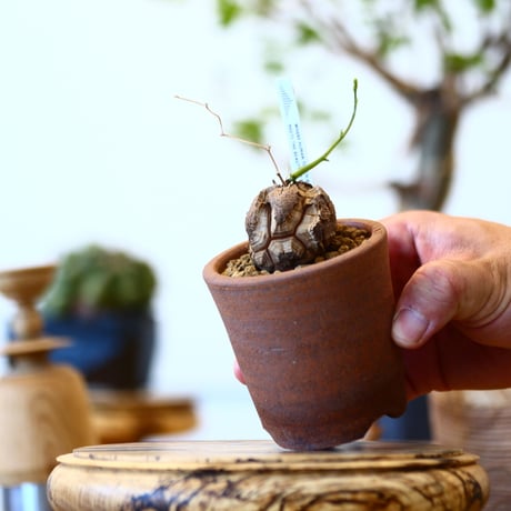 Dioscorea elephantipe × 市野伝市鉢    no.91707