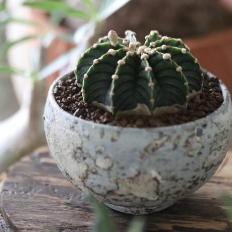 Gymnocalycium friedrichii LB2178 × たけろうポット   no.51205
