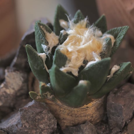 Ariocarpus bravoanus × たけろうポット  no.112-20