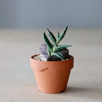 たけろうぽっと　チギリ　コガネ L たけろうポット/ チギリ / コガネ / LL no.216-70 | 芽の巣山