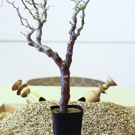 コミフォラ モンストローサ / Commiphora monstrosa   no.42311