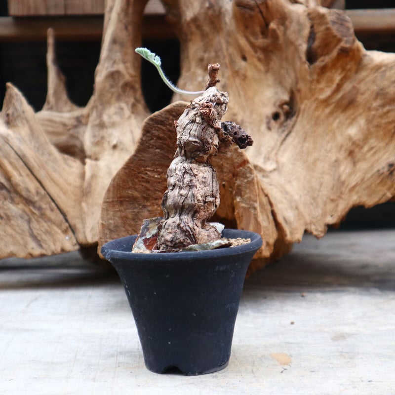 Pelargonium triste ペラルゴニウム トリステ 鉢付 ペラルゴニウム