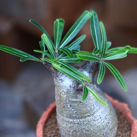 パキポディウム  グラキリス／Pachypodium  gracilius       no.120542