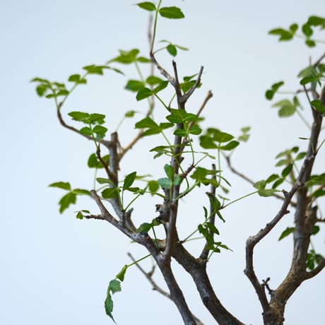 Bursera fagaroides × Mie Maeda    no.90337