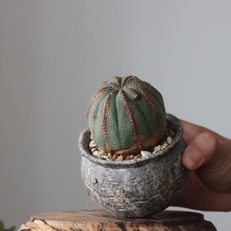 Euphorbia obesa  × たけろうポット  no.61605