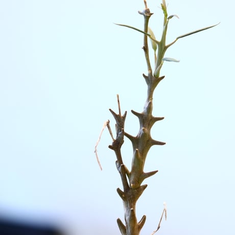 たけろうポット × Ceropegia dimorpha    no.72361