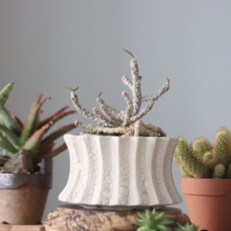 Euphorbia cylindrifolia × soso  no.51934