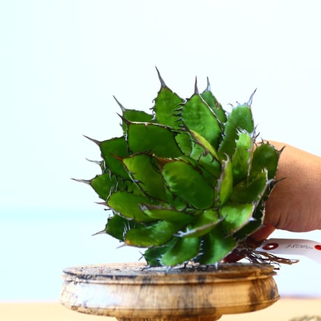 Agave horrida / Style of Chika   no.1015/72