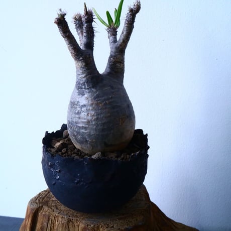 パキポディウム グラキリス Pachypodium rosulatum var. gracilius  No.31024