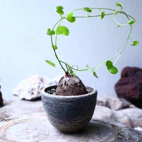 ディオスコレア   亀甲竜    Dioscorea elephantipe     no.102706