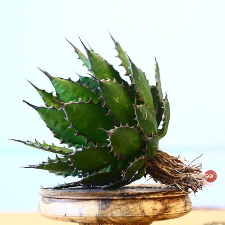 Agave horrida / Style of Chika   no.1015/42