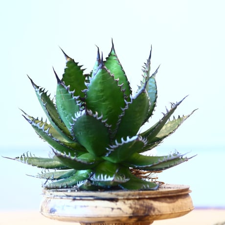Agave horrida / Style of Chika   no.1015/17