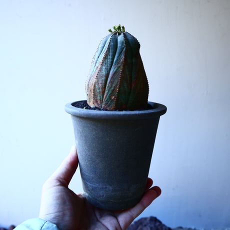 ユーフォルビア  オベサ    Euphorbia obesa　no.30121