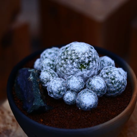 マミラリア 姫春星／Mammillaria humboldtii v.    no.10951