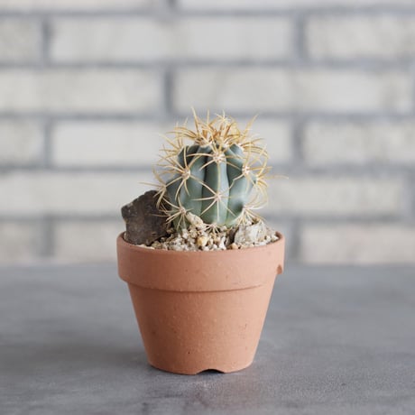 Ferocactus chrysacanthus (金冠竜) × YAMABACHI (3号) no.621/50