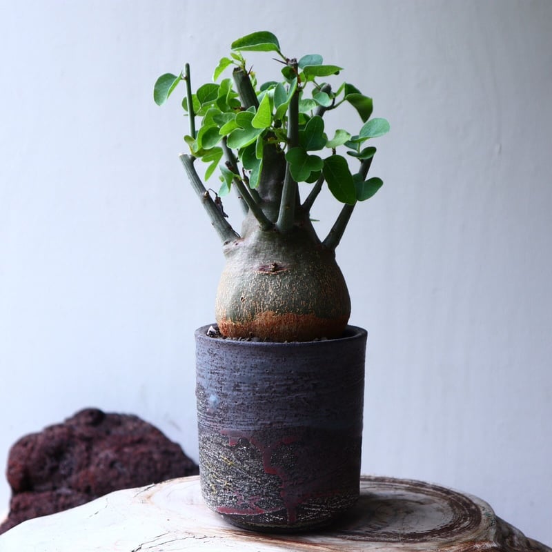 アデニア スピノーサ Adenia spinosa no.71412 |