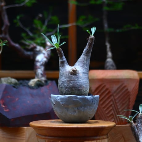 パキポディウム  グラキリス ／Pachypodium  gracilius     no.101031