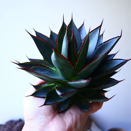 アガベ   ブルーグロー    Agave 'Blue Glow'r   no.42815
