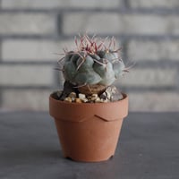 Thelocactus hexaedrophorus v. fossulatus (緋冠竜) × YAMABACHI (3号)  no.614/10