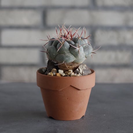 Thelocactus hexaedrophorus v. fossulatus (緋冠竜) × YAMABACHI (3号)  no.614/10