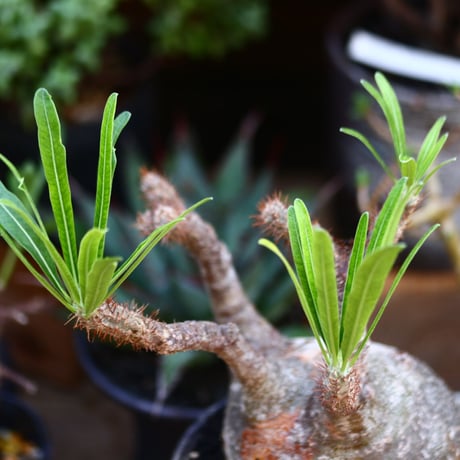 パキポディウム  グラキリス／Pachypodium  gracilius       no.91212