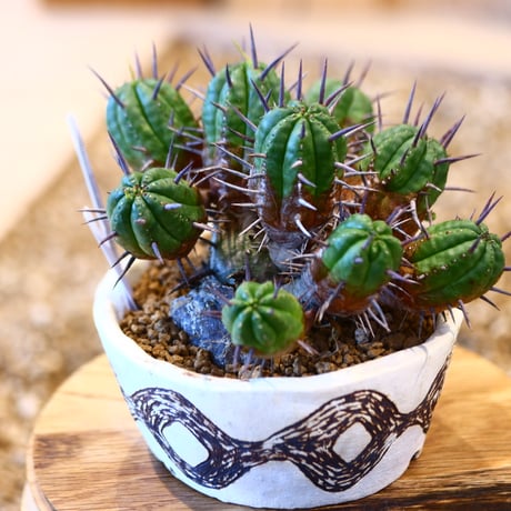 Euphorbia ferox  × Riko Otsuki   no.22514