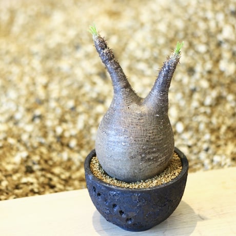 パキポディウム  グラキリス / Pachypodium  gracilius   no.43019