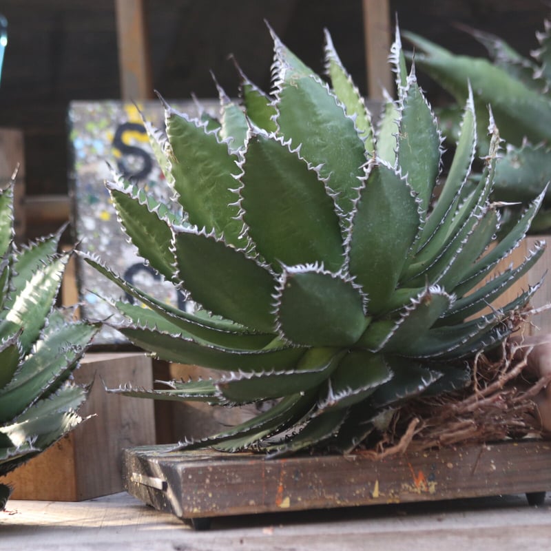 アガベホリダ極上株　Agave horrida No.AHRD012 アガベホリダ極上株 Agave horrida No.AHRD012 - メルカリ