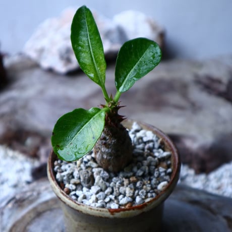 パキポディウム  ウィンゾリー   Pachypodium baronii var. windsori    no.102742