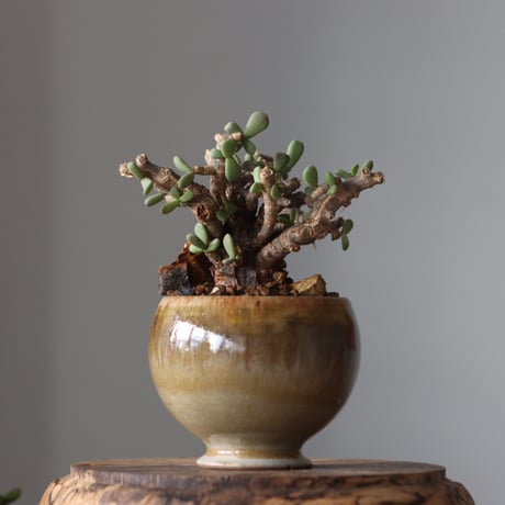 Ceraria pygmaea × 中川智治   no.61640