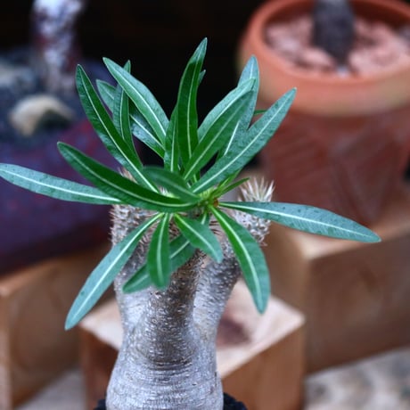 パキポディウム  イノピナツム／Pachypodium Inopinatum   no.101045