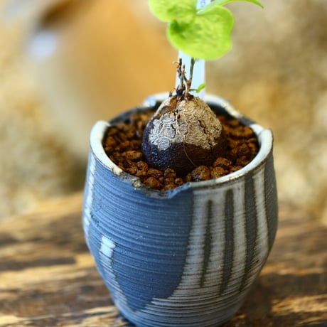 N/OH × Dioscorea elephantipe    no.41465