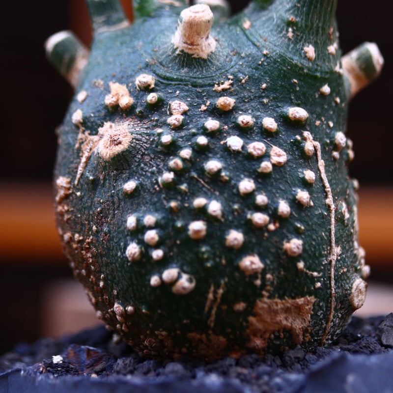 アデニア グロボーサ アデニア グロボーサ ／Adenia globosa no.30637 | 芽の巣山