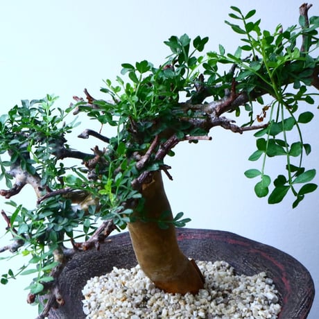 コミフォラ    ピンネイト リーブス   pinnate leaves No.051