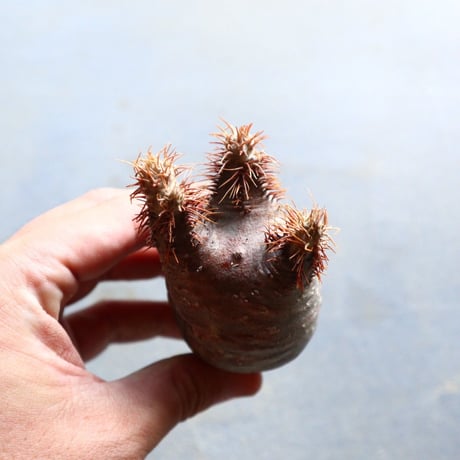 パキポディウム グラキリス 抜苗  Pachypodium rosulatum var. gracilius no.92916