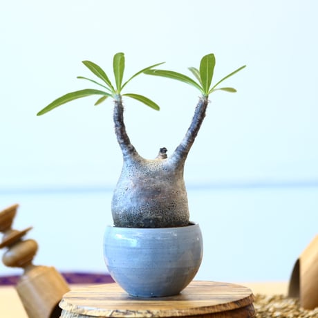 N/OH × Pachypodium  gracilius    no.61835