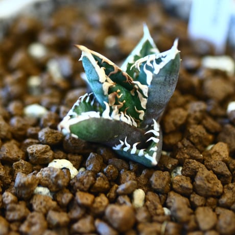 YAMABACHI ver. takero pot × Agave Titanota Red Catweezle   no.102241