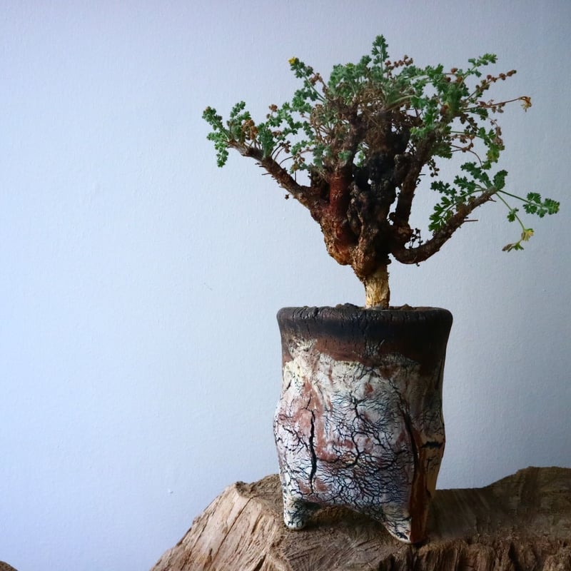 ペラルゴニム アルテルナンス Pelargonium alternans No.015