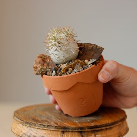 Pachypodium (eburneum×enigmaticum) × YAMABACHI (3号)  no.118/5