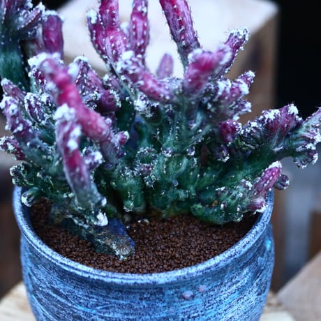 モンビレア 残雪の峰    Monvillea spegazzinii f. crist.      no.122684