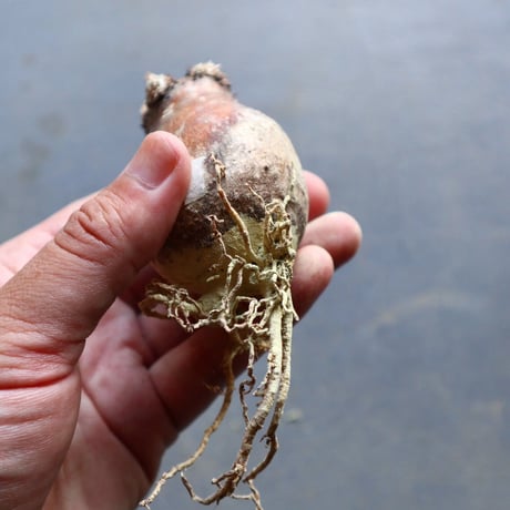 パキポディウム グラキリス 抜苗  Pachypodium rosulatum var. gracilius no.92913