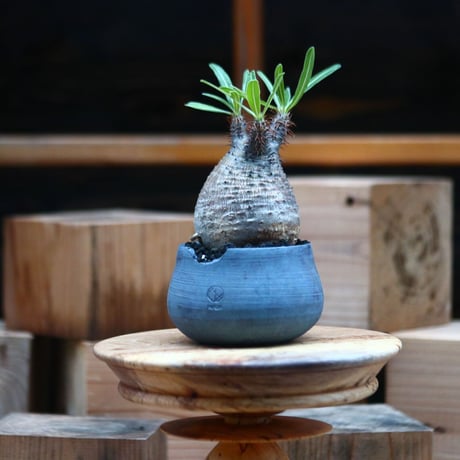 パキポディウム  グラキリス ／Pachypodium  gracilius     no.102465