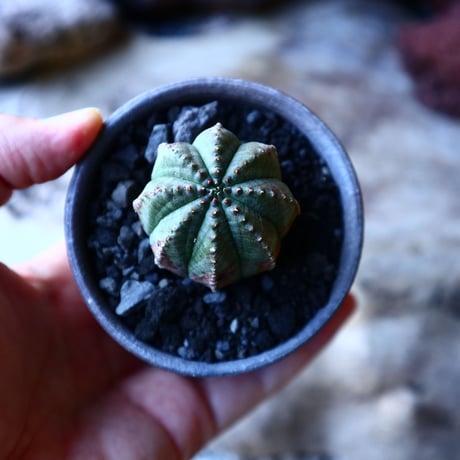 ユーフォルビア  オベサ    Euphorbia obesa　no.32219