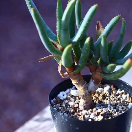 アロエ   ラモシシマ    Aloe ramosissima      no.21412