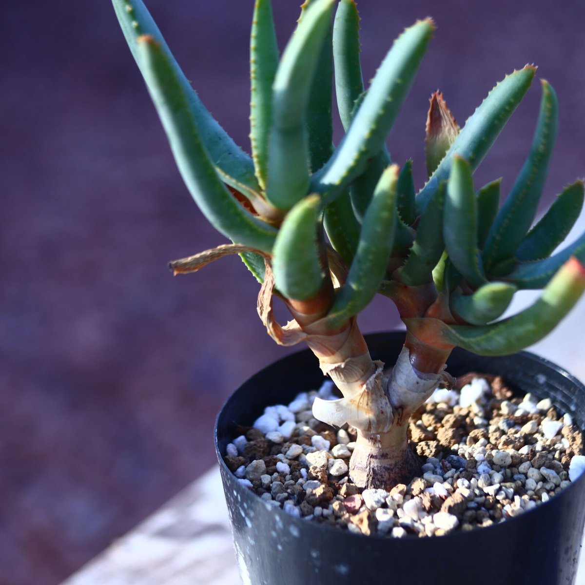 ○ アロエ　ラモシシマ / Aloe ramosissima 国内実生株 アロエ ラモシシマ Aloe ramosissima no.21412 |