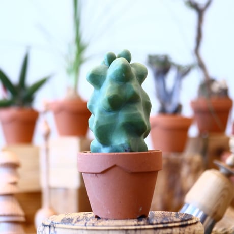 YAMABACHI × Lophocereus schottii    no.100115